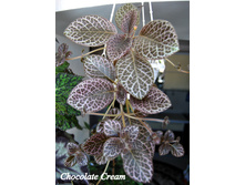 Chocolate Cream