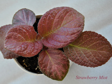 Strawberry Mist