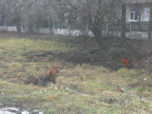 IMAG1304.jpg
