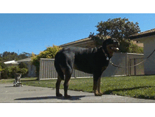 ����.gif