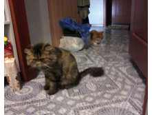 IMG0005A.jpg