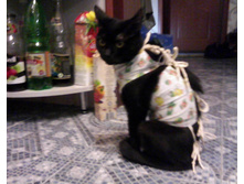 IMG0011A.jpg