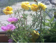 05072011660.jpg
