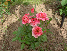 PICT8034.JPG