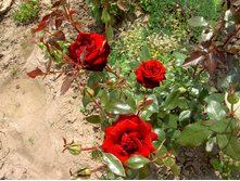PICT6786.JPG