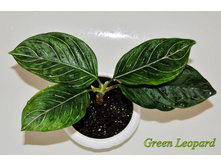 ��������� Green Leopard