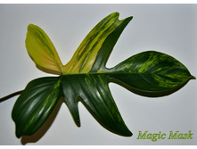 ����������� Magic Mask