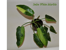 ����������� Imbe White Marble