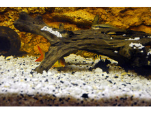 DSC_0020.JPG