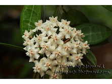 Hoya elliptica ���� ��������� ��� ��������