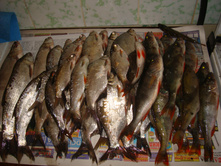 DSC01493.JPG