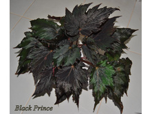 Black  Prince