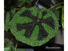 Massoniana