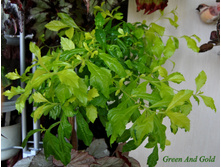 ������� Green and Gold