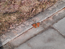 IMAG2546.jpg