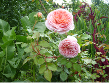 SL735111.JPG