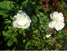 SL734691.JPG