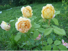 SL735045.JPG