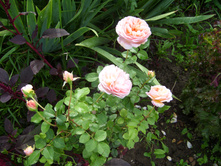 SL735066.JPG