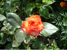 SL735107.JPG