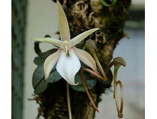 Aerangis Punctata.jpeg