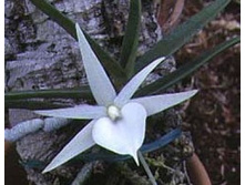 Angraecum Didieri.jpeg