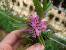 Ascocentrum pumilum.jpeg