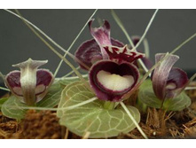 Corybas Pictus.jpeg