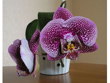 Dtps. Mei Dar Prince 'M.D.'.jpeg