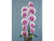 Dtps.Acker's Sweetie''Dragon Tree Maple''.jpeg