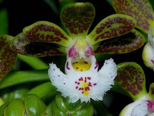 Gastrochilus Calceolaris 1.jpeg