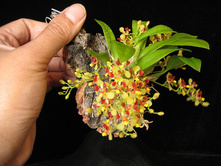 Oncidium Coloratum.jpeg