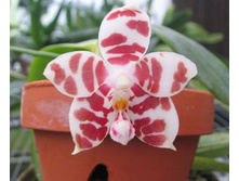 P. amboinensis x sib,.jpeg