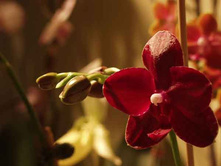 P. Sogo Cock 'ORCHIS'.jpeg