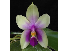P.bellina var blue.jpeg