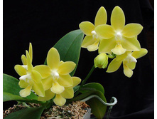 P.Ho s Dream Jade yellow.jpeg