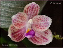 P.javanica.jpeg