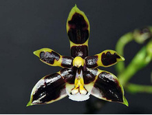 P.mannii black x sib.jpeg