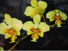 P.stuartiana yellow x sib.jpeg