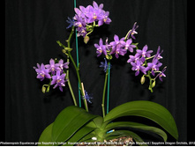 P.violacea indigo x equestris alba.jpeg