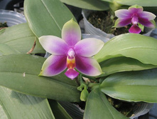 P.violacea x P.violacea.jpeg