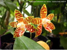 Phal. Amboinensis var flavida,.jpeg