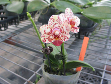 Phal.Tying Shin Classic(P.Tyiny ShingJaguar x P.Lobbii),.jpeg