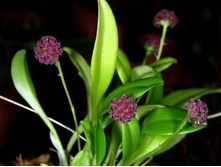 Platystele Umbellata.jpeg