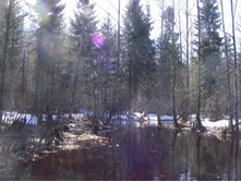 IMGP0341.JPG