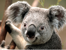 Koala.jpg