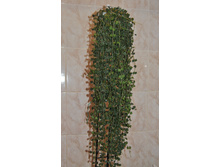 ���� Curtisii