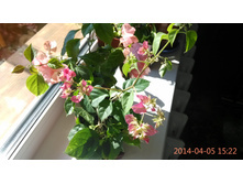 06.04.2014 17:02:41