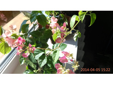 06.04.2014 17:02:59