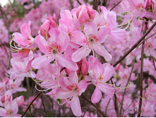 10172517.Rododendron_Vazej.jpg